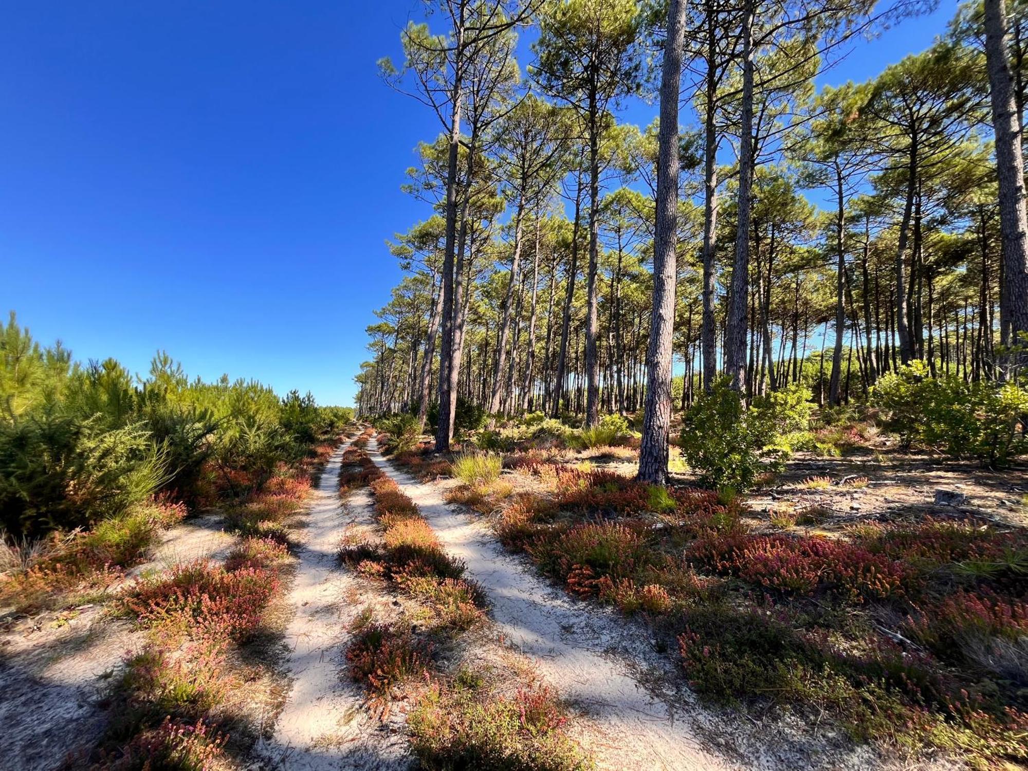 La Bergerie Des Landes Lit-et-Mixe Exterior foto
